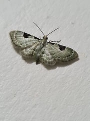 Lepidoptera