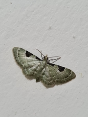 Lepidoptera