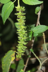 Acalypha padifolia