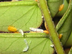 Acizzia jamatonica
