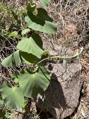 Polystemma cordifolium