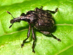 Aspidobyctiscus lacunipennis