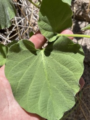 Polystemma cordifolium