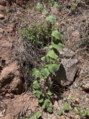 Polystemma cordifolium