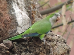 Myiopsitta monachus