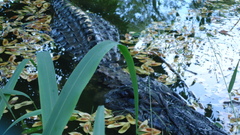 Melanosuchus niger