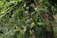 Acalypha padifolia