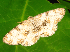 Ophthalmitis albosignaria