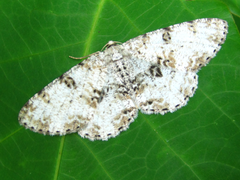 Ophthalmitis albosignaria