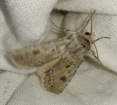 Agrotis ripae