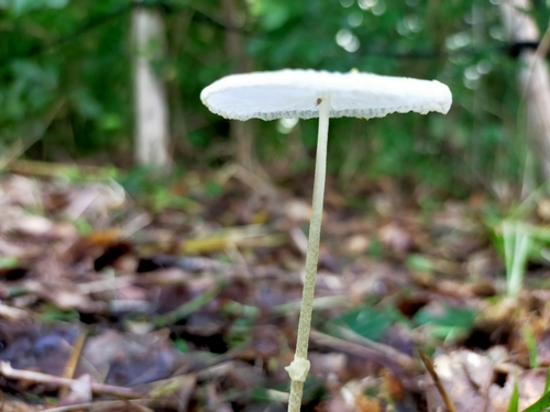 Leucocoprinus fragilissimus