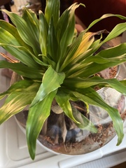 Dracaena fragrans compacta