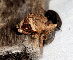 Oemethylus triangularis