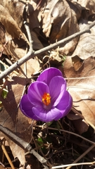 Crocus vernus