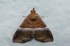 Euphiuche picta