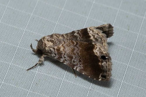 Poeta quadrinotata