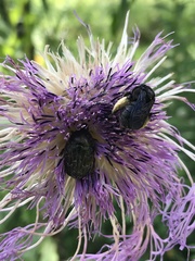 Euphoria sepulcralis