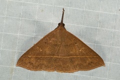 Marapana