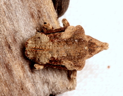 Oemethylus triangularis