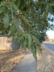 Quercus castaneifolia