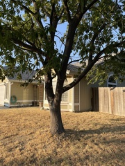 Quercus castaneifolia