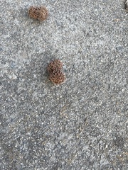 Quercus castaneifolia