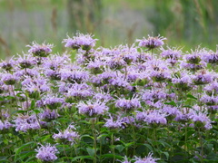 Liatrinae