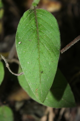 Coccocypselum lanceolatum
