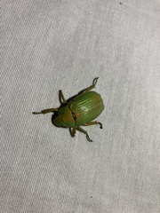 Chrysina laniventris