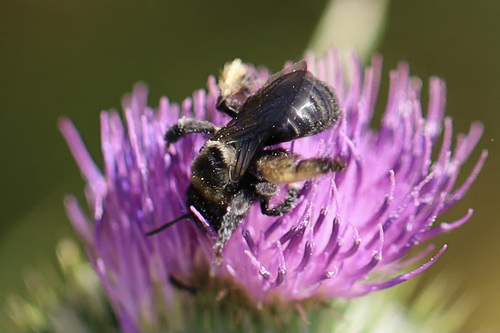 Western Thistle Longhorn Bee photo 2