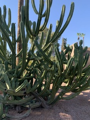Myrtillocactus