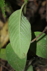 Coccocypselum lanceolatum
