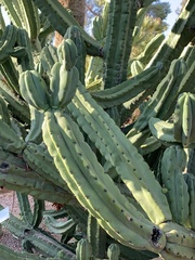 Myrtillocactus