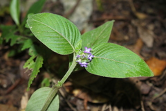 Coccocypselum lanceolatum