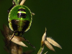 Palomena