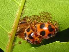 Epilachna quadricollis