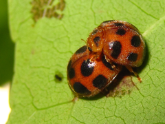 Epilachna quadricollis