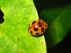 Epilachna quadricollis