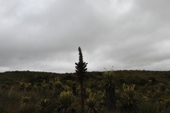 Puya goudotiana