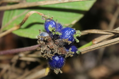 Coccocypselum lanceolatum