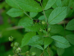 Macrophya alba