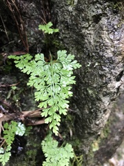 Asplenium dareoides