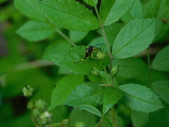 Macrophya alba