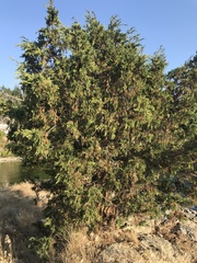 Juniperus maritima