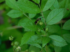 Macrophya alba