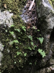 Asplenium dareoides