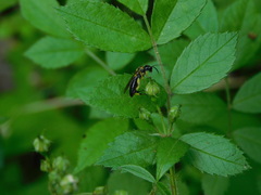 Macrophya alba