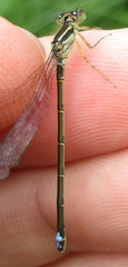 Ischnura verticalis