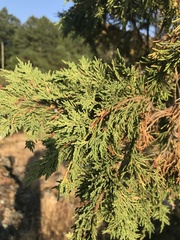 Juniperus maritima