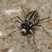 White Beach Tiger Beetle - Photo (c) Ty Smith, some rights reserved (CC BY-NC), uploaded by Ty Smith